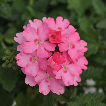 Verbena cultivars Lascar™ Pink - Verbena