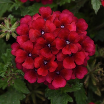 Verbena - Lascar™ 'Vampire'