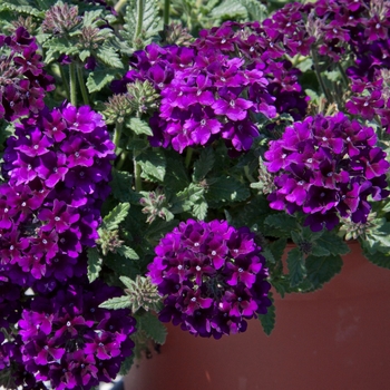 Verbena 'Lascar™ Black Velvet' - Verbena