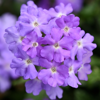 Verbena peruviana 'Firehouse™ Lavender' - Verbena