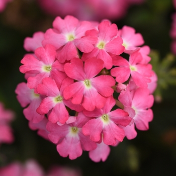 Verbena peruviana 'Firehouse™ Pink Improved' - Verbena