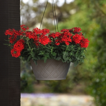 Verbena peruviana 'Firehouse™ Red Improved' - Verbena