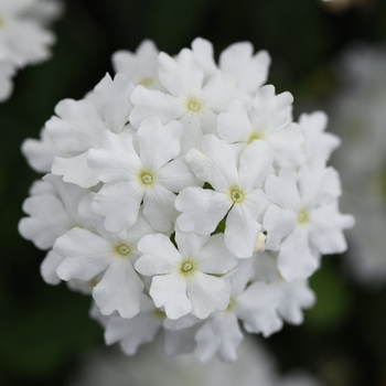 Verbena peruviana 'Firehouse™ White Improved' - Verbena