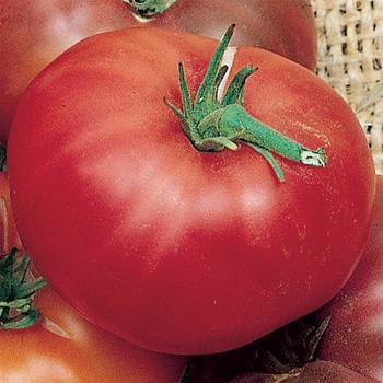 Solanum lycopersicum 'Brandywine' - Tomato
