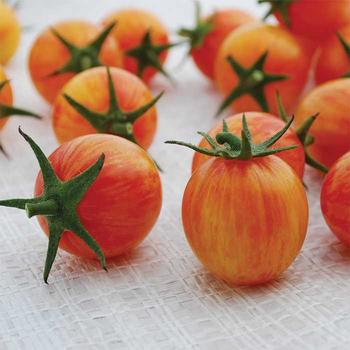 Solanum lycopersicum 'Bumble Bee Sunrise' - Tomato