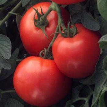 Solanum lycopersicum 'Bush Early Girl ' - Tomato
