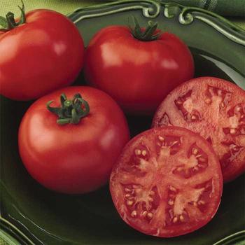 Solanum lycopersicum 'Bush Champion' - Tomato