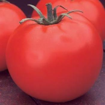 Solanum lycopersicum 'Celebrity' - Tomato
