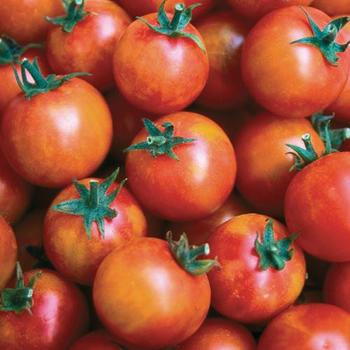 Solanum lycopersicum 'Isis Candy' - Tomato