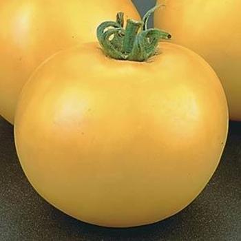 Solanum lycopersicum 'Lemon Boy' - Tomato