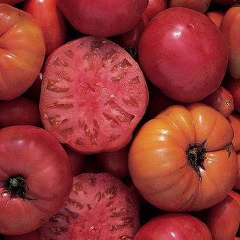 Solanum lycopersicum 'Mortgage Lifter' - Tomato