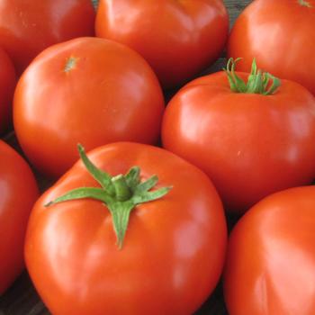 Solanum lycopersicum 'Mountain Merit ' - Tomato