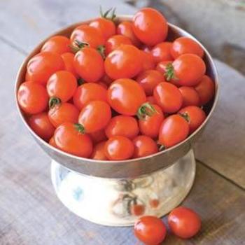 Solanum lycopersicum 'Napa Grape' - Tomato