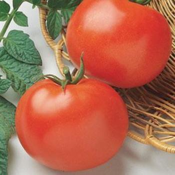 Solanum lycopersicum 'Rutgers ' - Tomato