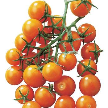 Solanum lycopersicum 'Sunsugar' - Tomato