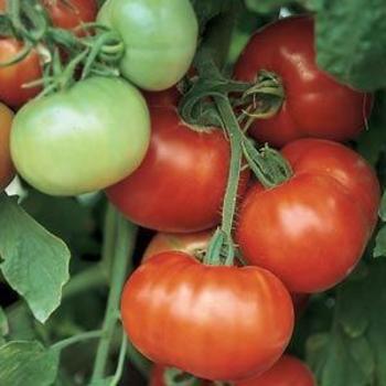 Solanum lycopersicum 'Super Fantastic' - Tomato