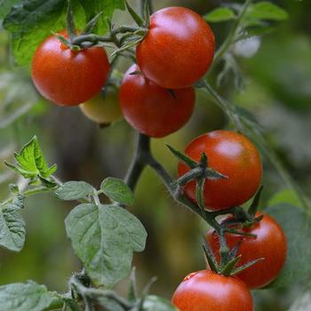 Solanum lycopersicum 'Sweetheart Of The Patio' - Tomato