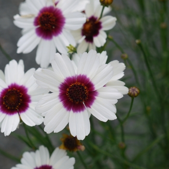 Coreopsis Satin & Lace™ 'Ice Wine' - Tickseed