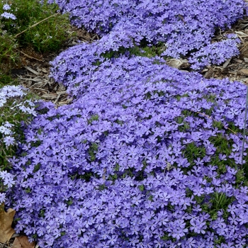 Phlox hybrid 'Violet Pinwheels' - Creeping Phlox