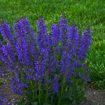 Salvia pratensis 'Fashionista™ Midnight Model' - Meadow Sage