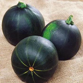 Cucurbita pepo 'Eight Ball' - Squash