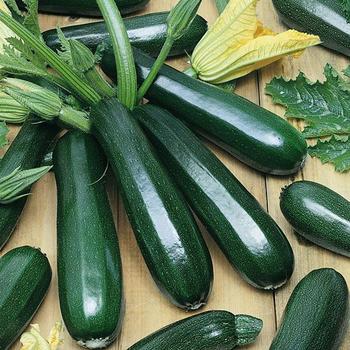 Cucurbita pepo 'Zucchini Dark Green' - Squash