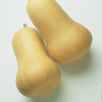 Cucurbita pepo 'Butternut' - Squash