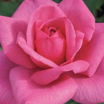 Rosa 'Meitafnah' - Big Momma™ Rose