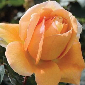 Rosa 'Wezaprt' - Bronze Star™ Rose