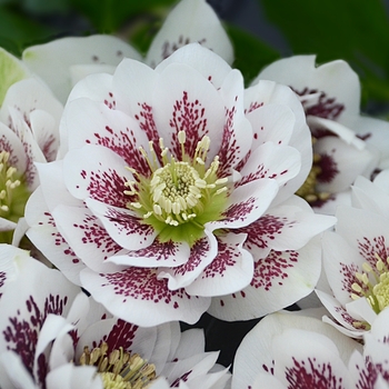 Helleborus Wedding Party® 'Confetti Cake' - Lenten Rose
