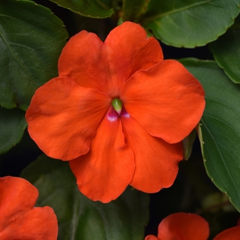 Impatiens walleriana 'Beacon Orange' - Impatiens