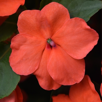 Impatiens walleriana 'Beacon Salmon' - Impatiens