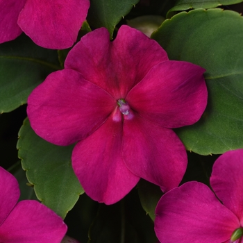 Impatiens walleriana 'Beacon Violet Shades' - Impatiens