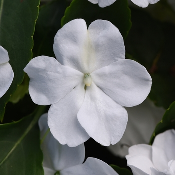 Impatiens walleriana 'Beacon White' - Impatiens