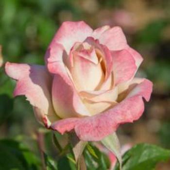Rosa 'Meivanae' - Pinkerbelle™ Rose
