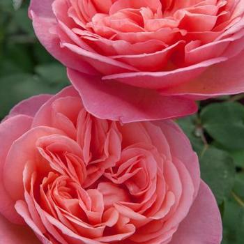 Rosa 'Meinostair' - Sweet Mademoiselle™ Rose