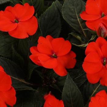 Impatiens x hybrida - SunPatiens® Tropical Orange