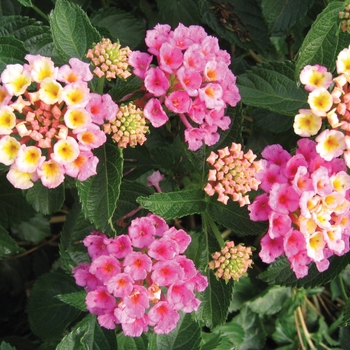 Lantana camara 'Bant Pin09' PP20555, Can 3999 (Lantana) - Bandana® Pink