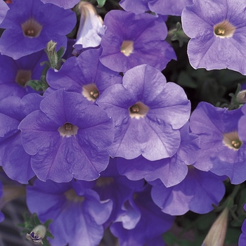 Petunia 'Keilavbu' PP13542, Can 1303 (Petunia) - Surfinia® Sky Blue