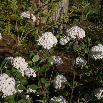 Viburnum carlesii - 'Spice Baby™' Koreanspice Viburnum