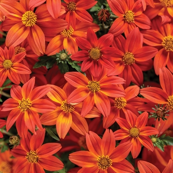 Bidens 'INBIDCAMEM' PPAF, Can PBRAF (Bidens) - Campfire® Flame