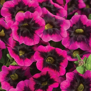 Calibrachoa hybrid - Superbells® Blackcurrant Punch™