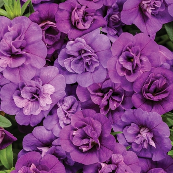 Calibrachoa 'INCALDOBLU' PPAF, Can PBRAF (Calibrachoa) - Superbells® Double Blue