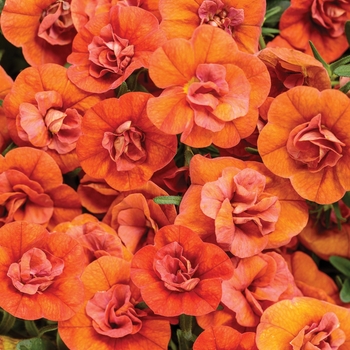 Calibrachoa 'Double Orange' PPAF, Can PBRAF (Calibrachoa) - Superbells® Double Orange