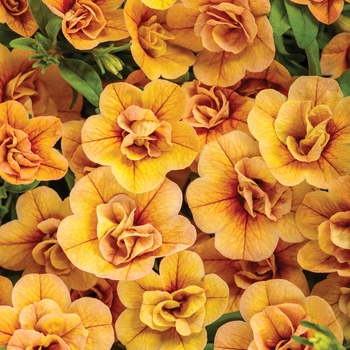 Calibrachoa - Superbells® 'Double Amber'