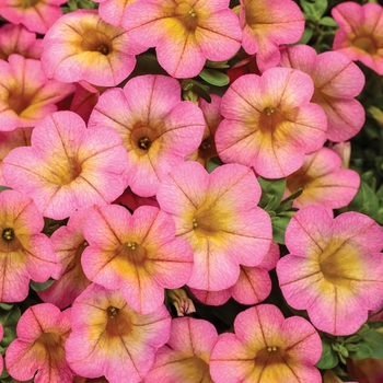 Calibrachoa 'BBCAL91303' PPAF, Can PBRAF (Calibrachoa) - Superbells® Honeyberry™