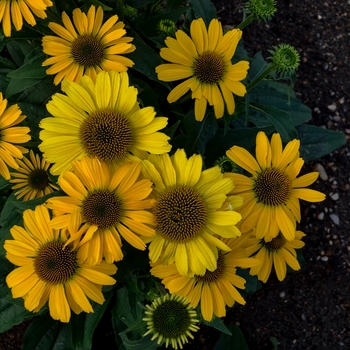 Echinacea hybrid - Color Coded™ 'Yellow My Darling'