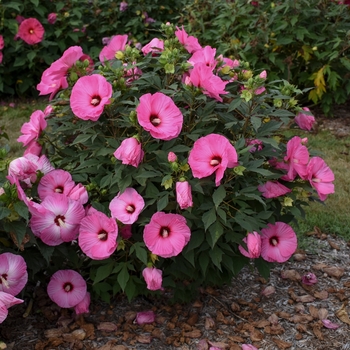 Hibiscus hybrid - Summerific® 'Candy Crush'