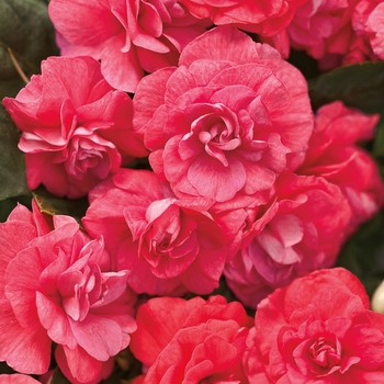 Impatiens walleriana 'Balcoree' PP22992, Can PBRAF (Double Impatiens) - Rockapulco® Coral Reef