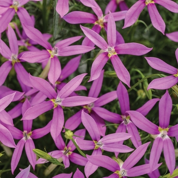 Isotoma axillaris - Patti's Pink™